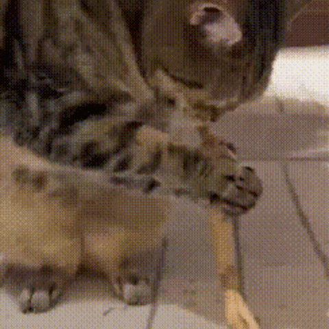 Cat enjoying a safe silvervine stick