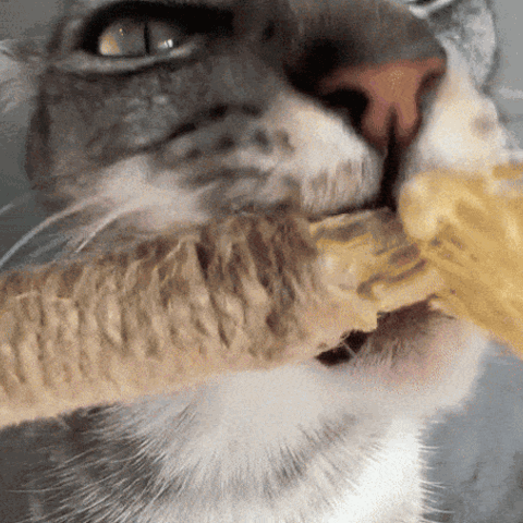 Your Cat Was Right to Hate the Toothbrush
