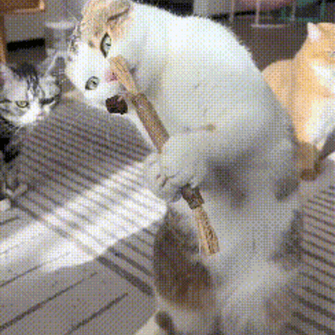 Two cats sharing a VeraPurr stick