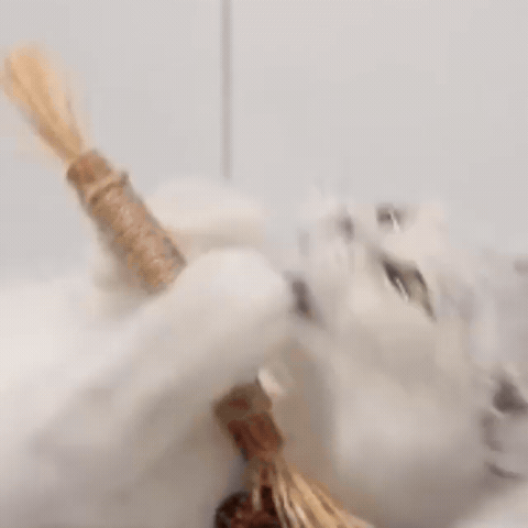 Silvervine and Catnip: Two Plants, Two Different Cats