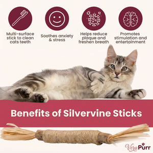 Cat enjoying silvervine
