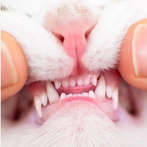 5 Cat Dental Myths You've Heard a Thousand Times