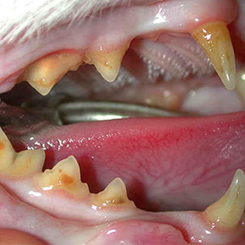 Healthier feline teeth and gums