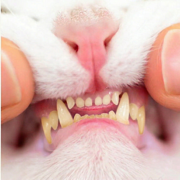 The Vet Bill No One Warned You About